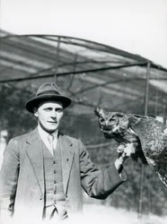 Un Hibou Grand-Duc tenu par J. Bailey, Surveillant des Oiseaux au Zoo de Londres pendant trente ans. Juin 1920